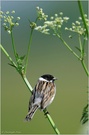 Rohrammer (Emberiza schoeniclus)