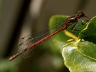 Libelle auf Blatt