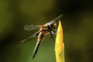 Vierfleck am Gartenteich