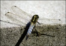 Libelle