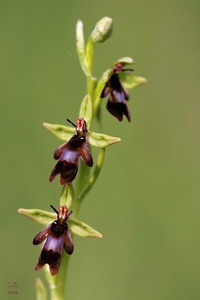 Fliegen-Ragwurz (Ophrys insectifera)