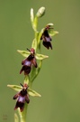 Fliegen-Ragwurz (Ophrys insectifera)