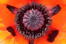 Türkenmohn