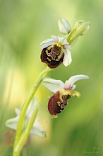 Hummelragwurz (Ophrys holoserica)