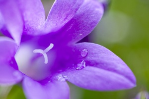 Glockenblume (Campanula)