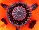 Türkenmohn