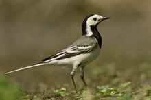 Bachstelze (Motacilla alba)