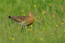 Limosa limosa