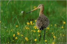 Uferschnepfe (Limosa limosa)