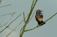 Blaukehlchen