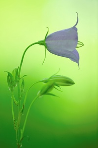 Campanula rotundifolia