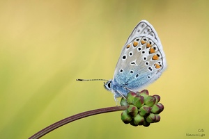 Hauhechel-Bläuling (Polyommatus icarus)