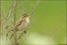 ~Versteckt~ Schilfrohrsänger (Acrocephalus schoenobaenus)