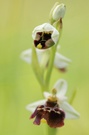 Hummelragwurz (Ophrys holoserica)