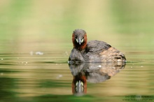 Face to face - Zwergtaucher