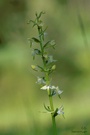 Grünliche Waldhyazinthe (Platanthera chlorantha)