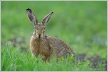 Feldhase (Lepus europaeus)