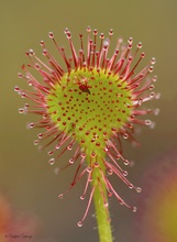 Rundblättriger Sonnentau (Drosera rotundifolia)