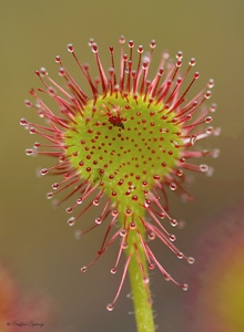 Rundblättriger Sonnentau (Drosera rotundifolia)