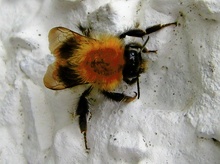 Biene an der Hauswand