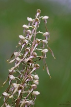 Bocks-Riemenzunge (Himantoglossum hircinum)