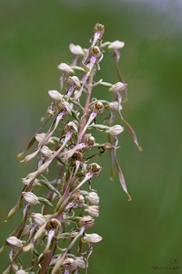 Bocks-Riemenzunge (Himantoglossum hircinum)