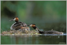 Haubentaucher (Podiceps cristatus)