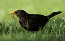 Frühstück der Amsel