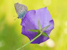 Wächter der Glockenblume