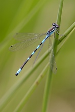 Coenagrion hastulatum