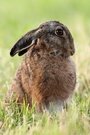 Und noch ein Hase