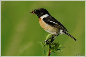 Schwarzkehlchen (Saxicola torquata)