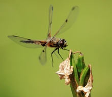 Libelle im Anflug