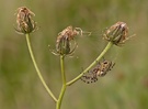 Spinne