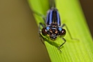 Coenagrion puella