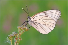 Baumweissling (Aporia crategi)