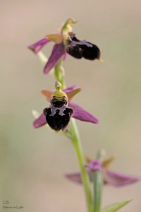 Bienen-Spinnen-Ragwurz