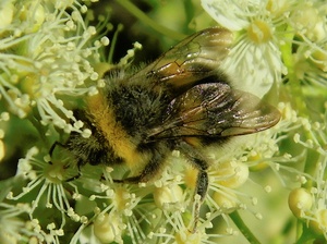 Fleissige Biene