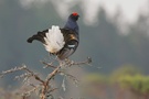 Black Grouse in Pine