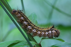 Raupe der Grasglucke (Euthrix potatoria)