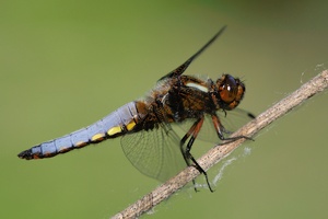 Meine "Saisonlibelle"