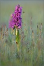 Breitblättriges Knabenkraut (Dactylorhiza majalis)