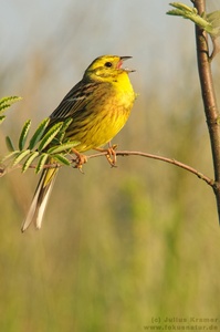 Goldammer (Emberiza citrinella)