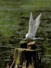 Flussseeschwalbe bei der Balz (1)