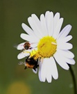 Auf der Blüte ist was los