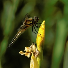 Libelle-Käfer