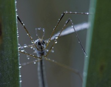 Zwar keine Libelle...