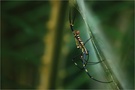Seidenspinne