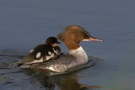 Gänsesäger