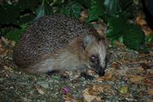 Igel auf der Terrasse